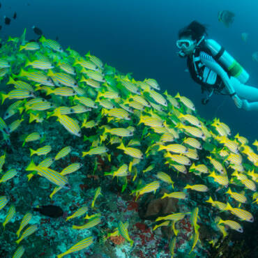 XR1YU4QM-MLDAL-Journeys-Snorkelling-960x640px