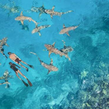 anantara_veli_maldives_resort_recreation_facility_swimming_shark_1920x1037