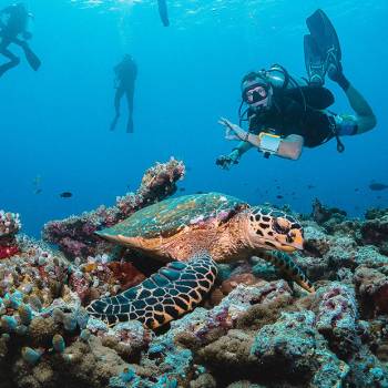 0013_Diving-turtle