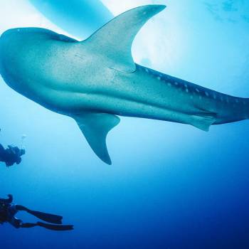 0015_Diving-whale-shark