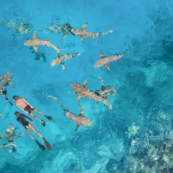 anantara_dhigu_nurse_shark_snorkelling_1920x1037
