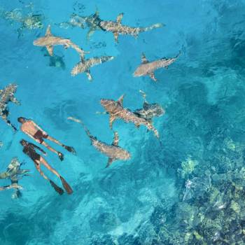 anantara_veli_maldives_resort_recreation_facility_swimming_shark_1920x1037