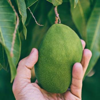 home-spa-green-fruit